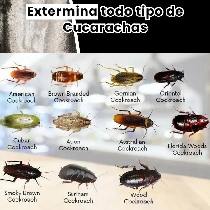 🪳🚫 Adiós a las cucarachas: Quick Catch™ — cebo potente y fácil de usar